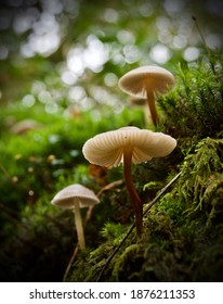 Three mushrooms growing in the forest in close up