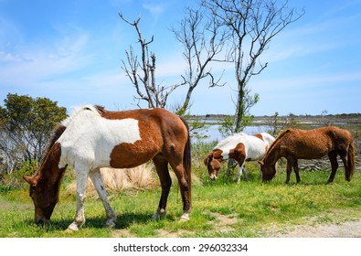 Three Mustangs at Assateague Island