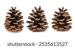 Three natural pine cones are arranged on a white background, showcasing their texture and earthy beauty. Ideal for autumn, nature themes, or holiday decor inspirations.