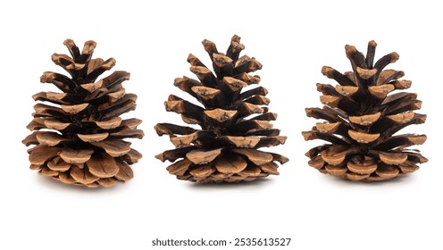 Three natural pine cones are arranged on a white background, showcasing their texture and earthy beauty. Ideal for autumn, nature themes, or holiday decor inspirations. - Powered by Shutterstock