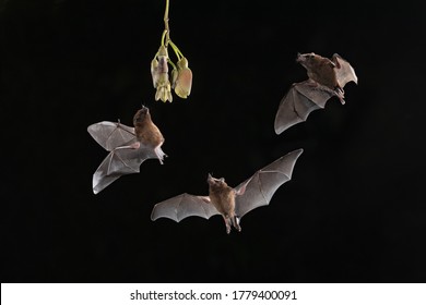 Three Nectar Eating Bats Flying Around Flower Head At Night.  