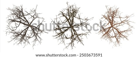 Three neuron cells, nerve cells, with branching dendrites and axons on a black background.  Concept for neurology, brain research, and mental health.