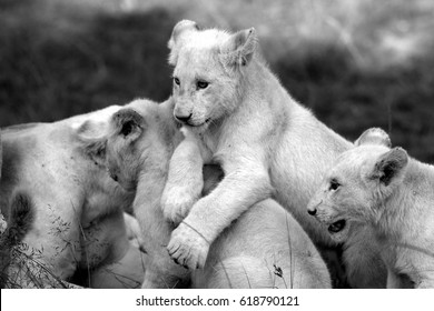 Three New Born White Lion Cubs Stock Photo Shutterstock