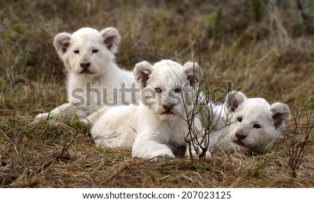 Three new born white lion cubs play in this image. South Africa