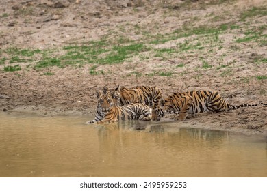 three new born wild tiger or panthera tigris cubs together drinking water in natural source in dry hot summer season safari at bandhavgarh national park forest reserve madhya pradesh india - Powered by Shutterstock