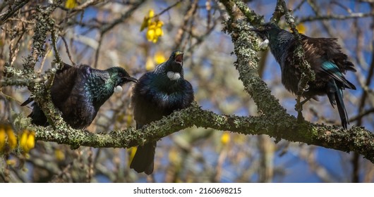 Three New Zealand Tui Singing In A Trio! 