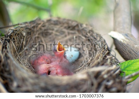 Three newborn birds blackbird or American Robin in a nest calling for their mother. Hungry babies are still blind and have no feathers. They are only a few hours old.