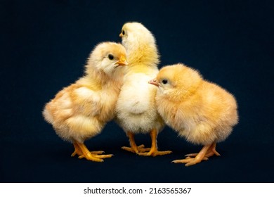 Three newborn chicks on a blue background. Incubation of chicken eggs and poultry farming.