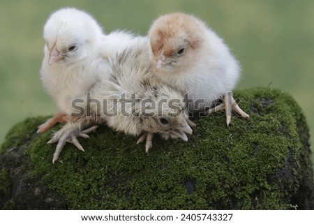 Three newly hatched chicks are looking for food in the moss-covered ground. This animal has the scientific name Gallus gallus domesticus.
