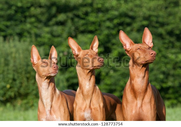 Three nice dogs - Pharaoh\
Hound