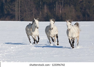 Three nice horses running