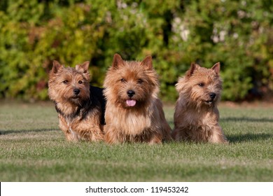 Three Nice Norwich Terrier