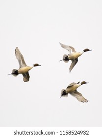 Three northern pintail ducks flying on background of gray sky while migrating - Shutterstock ID 1158524932