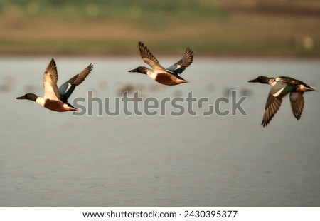 Three Northern Shoveler Ducks in flight