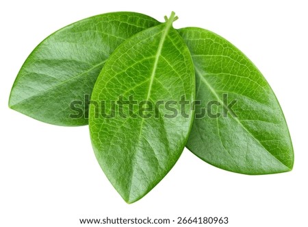 Three nut leaf. Leaf nut isolated on white. Clipping path leaves. leaves macro studio photo