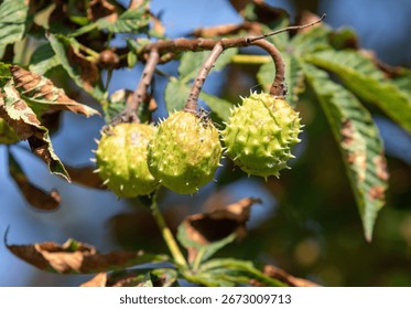 Three nuts are hanging from a tree branch. The nuts are green and have a spiky appearance
