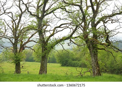 Three Oak Trees Defining A Border Between Two Grazing Fields In Burgundy, France. Trees Are Just Starting To Grow Leaves In This Peaceful Spring Moment.