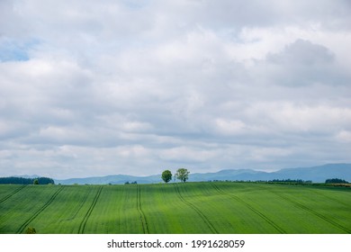 
Three oak trees stretched like a real child on the gentle side of the field