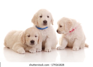 Three one  month old puppies of golden retriever isolated on white - Powered by Shutterstock