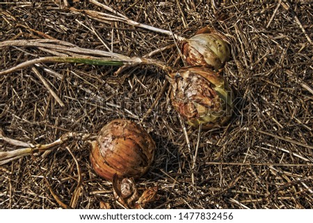 Similar – Image, Stock Photo Harvest-ready onions in sunlit Castilla La Mancha field