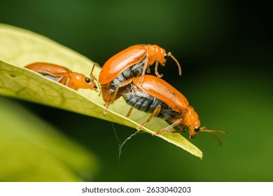 Three orange aulacophora indica beetles mating on a vibrant green leaf, displaying intricate reproductive behavior in a detailed close-up view of nature's wonders