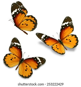Three orange butterfly isolated on white background