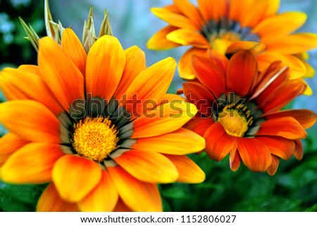 Similar – Image, Stock Photo sea of marigold blossoms