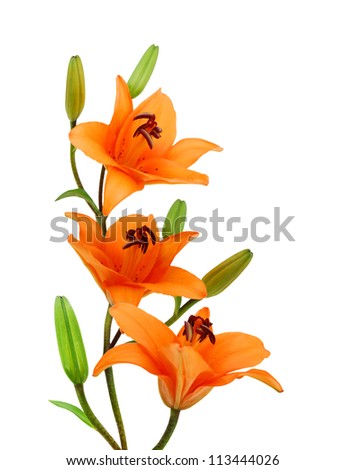Three orange lillies on a white background
