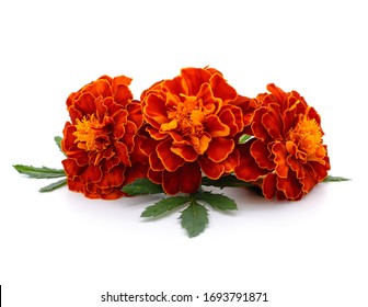 Three orange marigolds isolated on a white background.