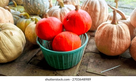 three orange mini pumpkins in a blue plastic basket surrounded by other large pumpkins