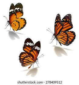 341,406 Orange butterfly Images, Stock Photos & Vectors | Shutterstock