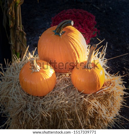 Three orange pumpkins set on a hay bale with fall plants in background