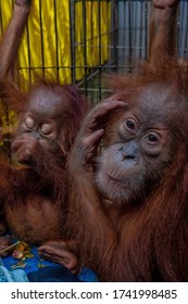 Three Orangutans  Are Seen After They Were Saved From Illegal Wildlife Trafficking By Riau Police Authority In Pekanbaru, Riau, Indonesia On December 15, 2019.