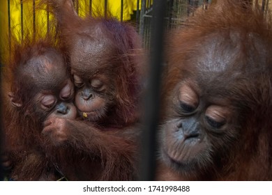 Three Orangutans  Are Seen After They Were Saved From Illegal Wildlife Trafficking By Riau Police Authority In Pekanbaru, Riau, Indonesia On December 15, 2019.