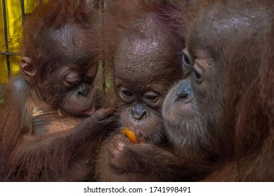 Three Orangutans  Are Seen After They Were Saved From Illegal Wildlife Trafficking By Riau Police Authority In Pekanbaru, Riau, Indonesia On December 15, 2019.