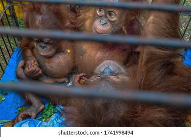 Three Orangutans  Are Seen After They Were Saved From Illegal Wildlife Trafficking By Riau Police Authority In Pekanbaru, Riau, Indonesia On December 15, 2019.