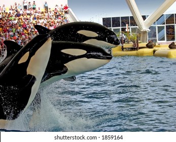 Three Orca Whales In The Seaworld