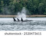 Three orcas swimming in unison with dorsal fins rising out of the water on the puget sound. They are near the shoreline.