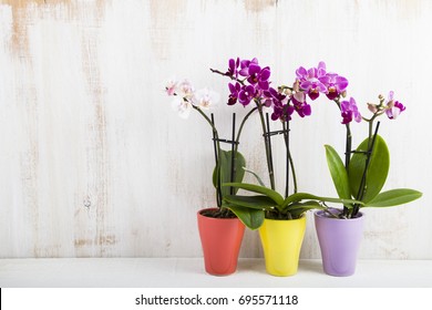 Three orchids in pots on a wooden table. Beautiful indoor flowers close-up. Gift.