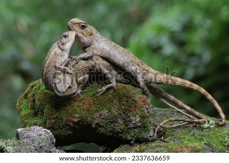 Three oriental garden lizards are sunbathing on a moss-covered rock. This reptile has the scientific name Calotes versicolor. 