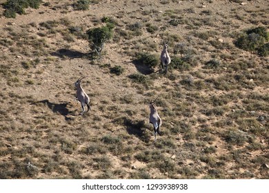 Three Oryx Buck Running