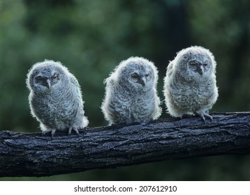 Three Owlets on a Branch