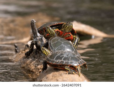 Three painted turtles basking on a log in calm water, captured in natural daylight. Vibrant shell and markings clearly visible. Taken in a wetland area in rural Iowa. Wildlife photography.