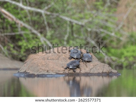 Three painted turtles basking in the sun on a rock in a pond. 
