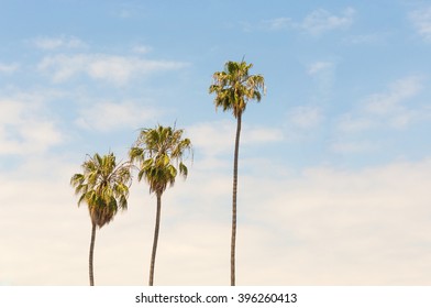 Three Palm Tree On Blue Sky Background