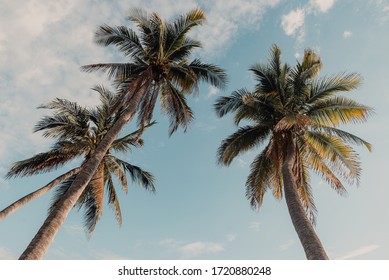 Three palm trees in the blue sky