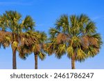 Three palm trees fill the blue sky background in Charleston, South Carolina, USA.