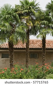 Three palm trees in front of historical house