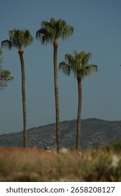 Three palm trees. Nice background. Whitespace for text.