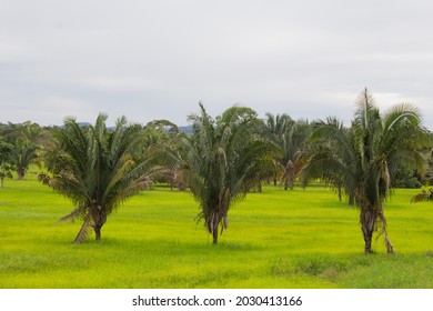three palms in the field